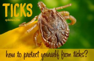 how to use rose geranium essential oil for ticks