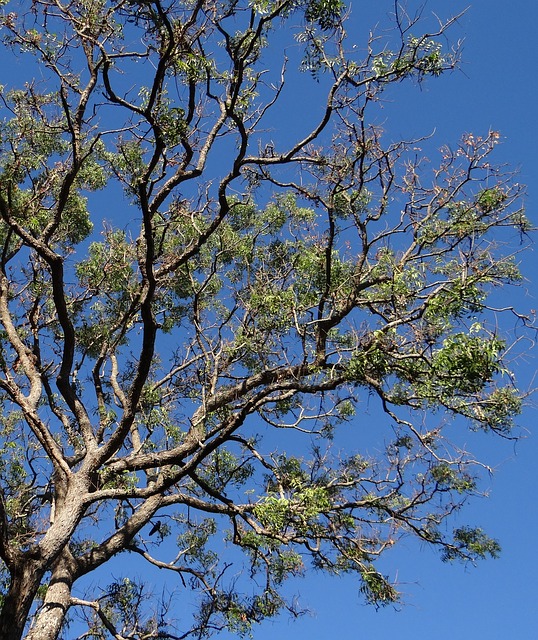 neem tree