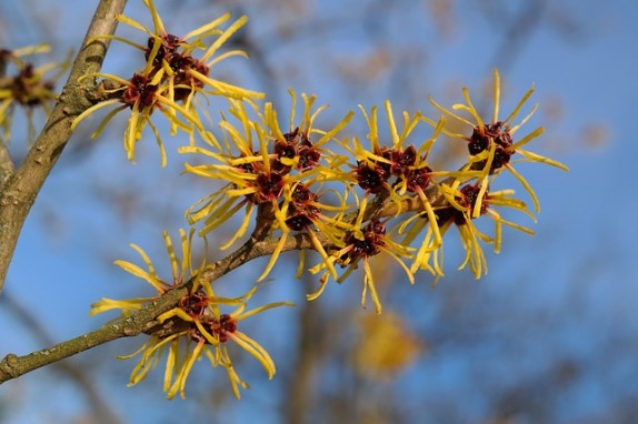 witch hazel flowers