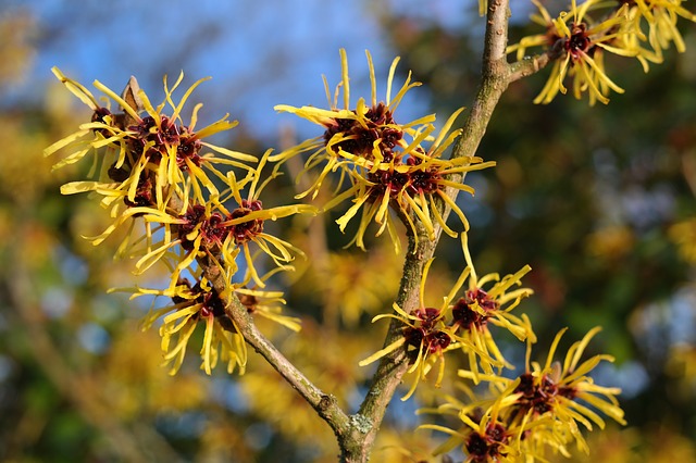 Witch Hazel for psoriasis, acne & eczema