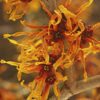 Witch Hazel is one of the best anti-inflammatory herbs for skin