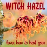 witch hazel for psoriasis & eczema